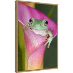 16" X 23" Australian Tree Frog In Flower By Adam Jones Danita Delimont Framed Canvas Wall Art - Amanti Art