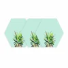 Pineapple Crown Dry Erase Hexagon Peel And Stick Wall Decal Green - RoomMates