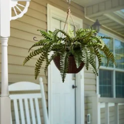 Nature Spring Artificial Boston Fern With Hanging Wicker Basket