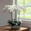 Park Hill Collection Phalaenopsis Orchid Plant In Concrete Bowl