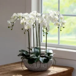 Park Hill Collection Phalaenopsis Orchid Plant In Concrete Bowl