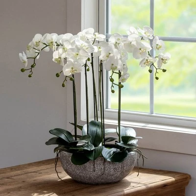 Park Hill Collection Phalaenopsis Orchid Plant In Concrete Bowl